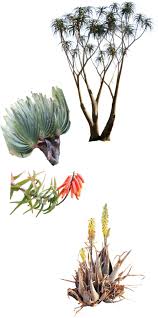 Image result for Aloe welwitschii