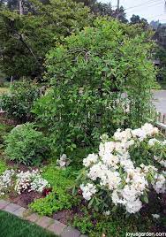 May 21, 2021 · the dwarf weeping willow is an excellent miniature weeping tree for a yard with little space the 'pendula waterfall' weeping willow has narrow green linear leaves with rounded tips. Weeping Pussy Willow Tree Care Tips Joy Us Garden