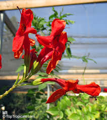 Image result for Tecoma capensis