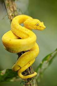 Yellow Eyelash Pit Viper Bothriechis Schlegelii Pit Viper Beautiful Snakes Snake