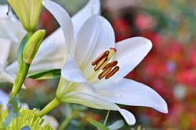 Dove piantare i fiori profumati? Fiori Profumati Quali Sono I Piu Belli Al Mondo Ecco La Nostra Top 10