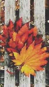 Image Result For Tumblr Fall Desktop Wallpaper