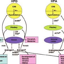 I am referring to the. Regulation Of Human Puberty Onset And Progression Via The Hpg And The Download Scientific Diagram