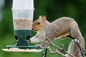 Soaking a rag in ammonia and placing it in an area where you don't want squirrels will deter them for a longer time. How To Get Rid Of Squirrels 10 Tips Findlocal Landscapers