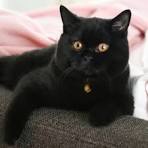 Black Shorthair Cat - Facts, Origin, History and ...