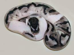 Lightning Pied Morph List World Of Ball Pythons Pet Snake Ball Python Baby Snakes