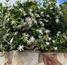 Image result for Jasminum multipartitum