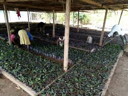 Image result for Gnetum africanum