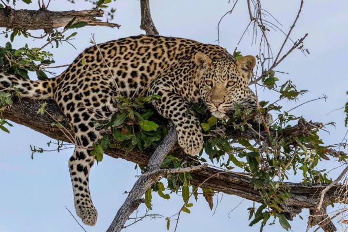 The African Leopard: A Stealthy Predator at the Heart of the Savannahs -  Terra Cultura