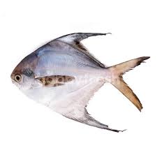 Ikan bawal merupakan ikan air tawar yang berasal dari amerika selatan. Jual Big White Prompet Fish Di Lotte Mart Happyfresh