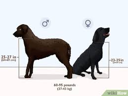 Image result for curly coated retrívr