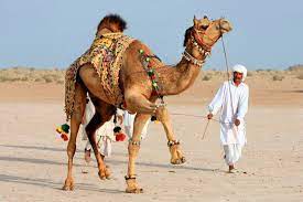 The al dhafra camel festival is an annual event held in abu dhabi, aiming to showcase the culture and heritage of the uae. How To Watch Camel Beauty Contest In Abu Dhabi
