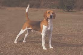 Image result for Harrier dog