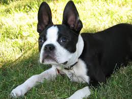 Maybe you would like to learn more about one of these? What Does A Boston Terrier Look Like Terrierhub