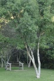 Image result for Heteropyxis natalensis