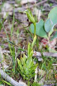 Image result for Grona barbata