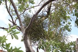 Image result for Viscum combreticola