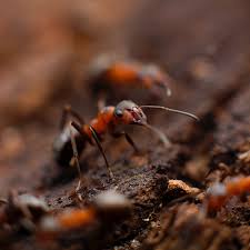 Luckily, san francisco pest control companies have no problem kicking them out. Contra Costa County Pest Control Service Experts Bugs Spiders Rodents Wildlife All N One Pest Eliminators