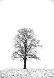 Black And White Frame Landscape Winter Tree Black And White Nature Photography Landscape 11x14 Mat Ready To Frame Nature Photography Trees Landscape Photography Nature Nature Photography
