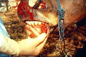 Go Livestock Penyakit Mulut Dan Kuku Atau Foot And Mouth Disease