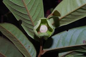 Image result for Uvaria acuminata