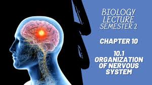 Lect Chap 10 Coordination 10 1 Organization In Nervous System Youtube