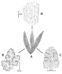 Image result for Ophioglossaceae