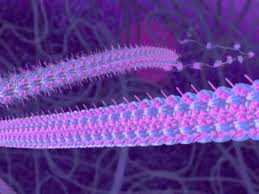 Let's start first with a basic outline of the structure of an animal cell. Tour Of A Plant Cell Structures And Functions Bioflix Tutorial 08 2021