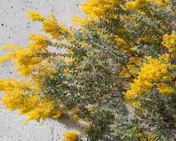 Image result for Acacia fleckii