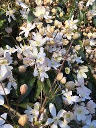 Check spelling or type a new query. How To Prune Clematis Burgon Ball Journal Burgon And Ball