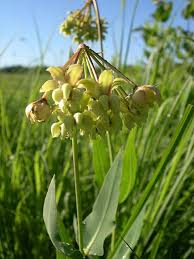 Asclepias Meadii Mead S Milkweed Spring Late Asclepias Milkweed Plants