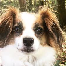 La Viande Dans Les Rations Menageres Pour Chien Baikasblog Dogs Animals Savage