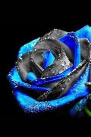 Thin Blue Line Rose Blue Roses Wallpaper Blue Rose Tattoos Blue Roses