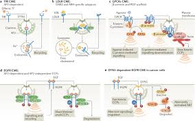 Endocytosis is found only in the animal cells because animal cells lack a cell wall outside the plasma membrane. Endocytosis In The Context Dependent Regulation Of Individual And Collective Cell Properties Nature Reviews Molecular Cell Biology