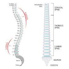 Your backbone shape stock images are ready. The Sacrum And Coccyx