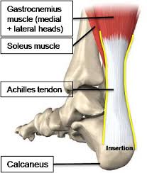 The medial and the lateral head. Epos Trade