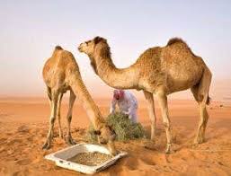 Yes, this game is challenging and sometimes very difficult. Camels Charged With Passing Mers Virus To People New Scientist
