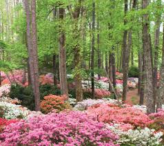 Maybe you would like to learn more about one of these? Callaway Resort Gardens Pine Mountain Resort Ga