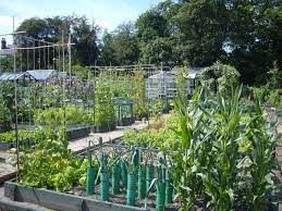 Today i built a wooden gate with chicken wire at the allotment to keep the rabbits out of my plot.i started my allotment in february 2016 and it was mostly w. Your Complete Guide To Maintaining A Successful Allotment