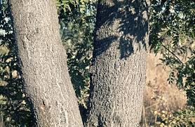 Image result for Erythrophleum