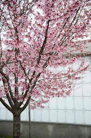 Check spelling or type a new query. 20 Great Flowering Trees For Ohio By Color Progardentips