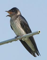 Purple martins sing and are often on the wing a few hours before dawn. Scout Arrival Study
