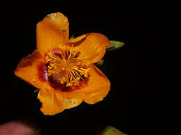 Image result for Abutilon hirtum