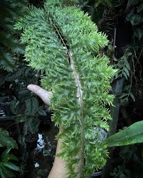 Image result for Drynaria