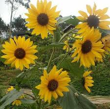 Selain nama bunga dalam bahasa inggris, ketahui juga tentang benang sari. Photography Bunga Matahari Warna Kuning Steemit
