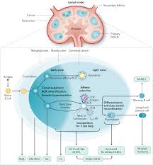 Image result for Lymphoma