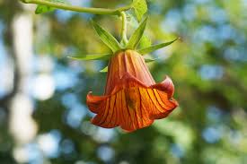 Image result for Canarina