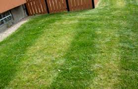 It's obvious that your lawn needs water to survive. Lawns Sod
