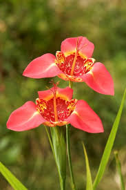 Maybe you would like to learn more about one of these? 20 Summer Bulbs The Best Summer Flowering Bulbs Garden Design
