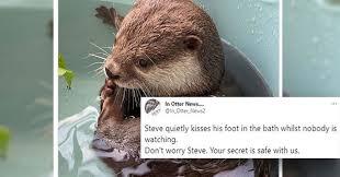 Browse 133 baby otters stock photos and images available, or search for baby animals or baby bears to find more great stock photos and pictures. I Can Has Cheezburger Otters Funny Animals Online Cheezburger